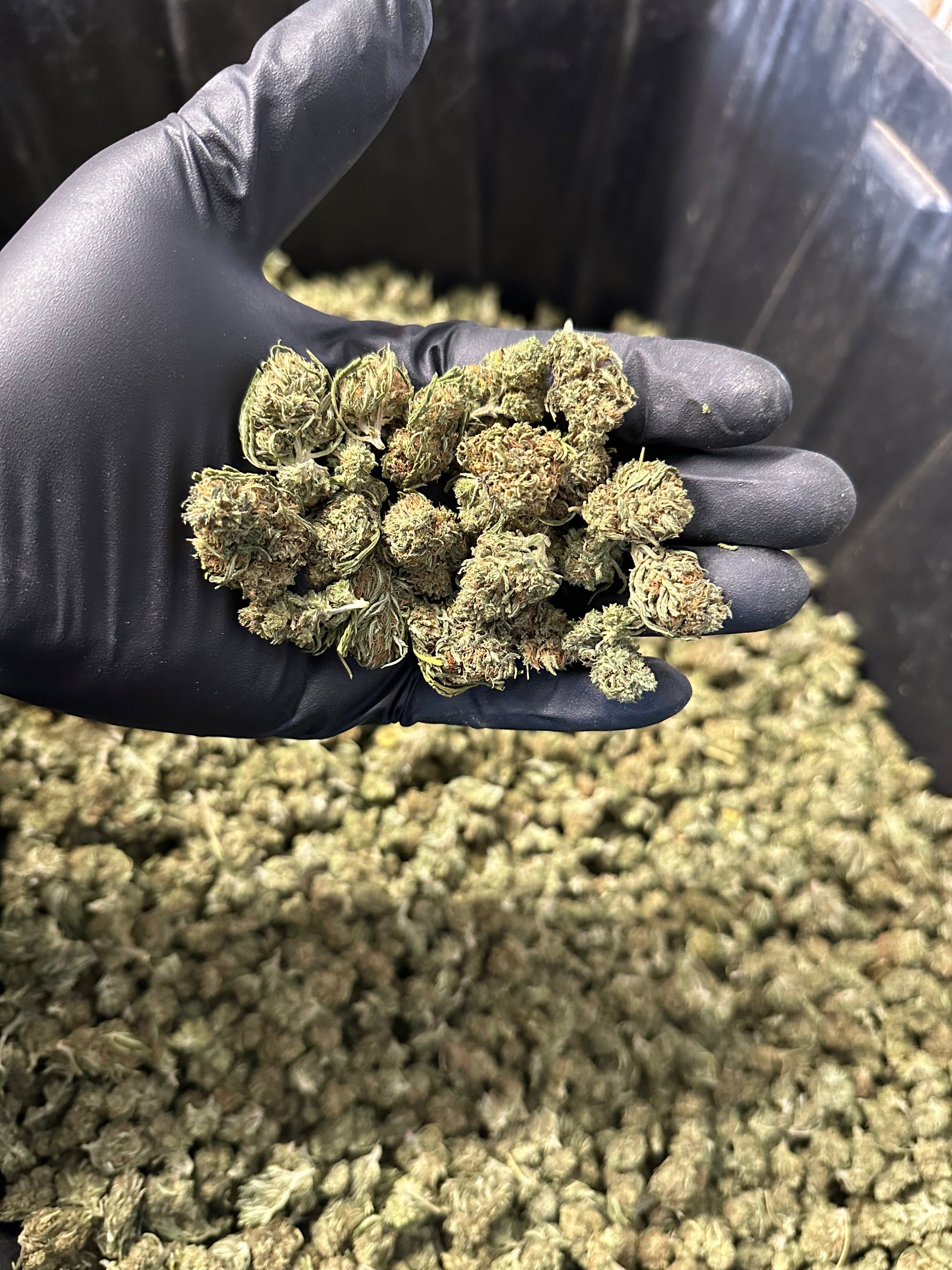 Cake Berry Hemp Flower Smalls