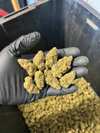 Indoor Agent Orange Hemp Flower