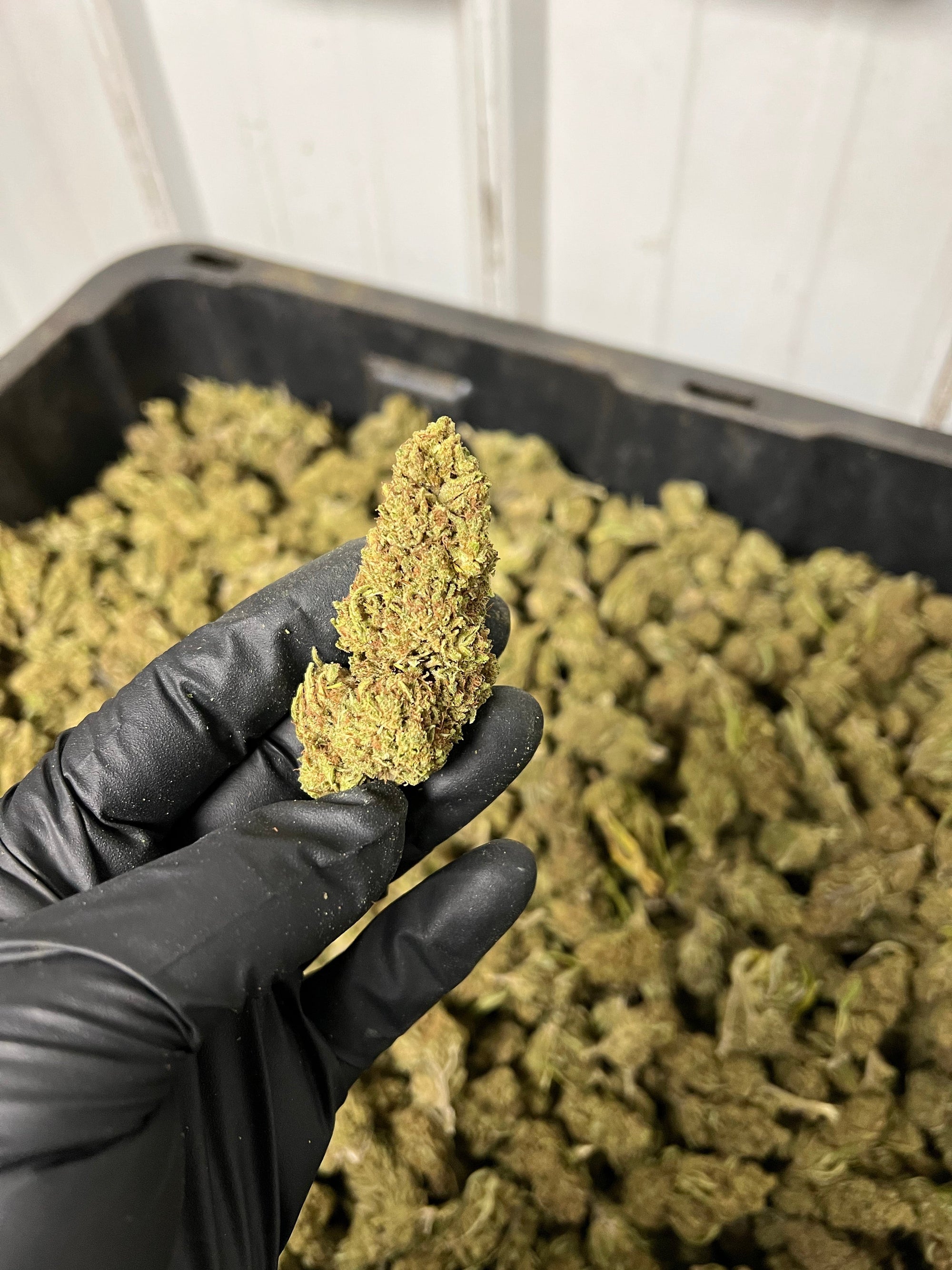 Creamsicle Hemp Flower