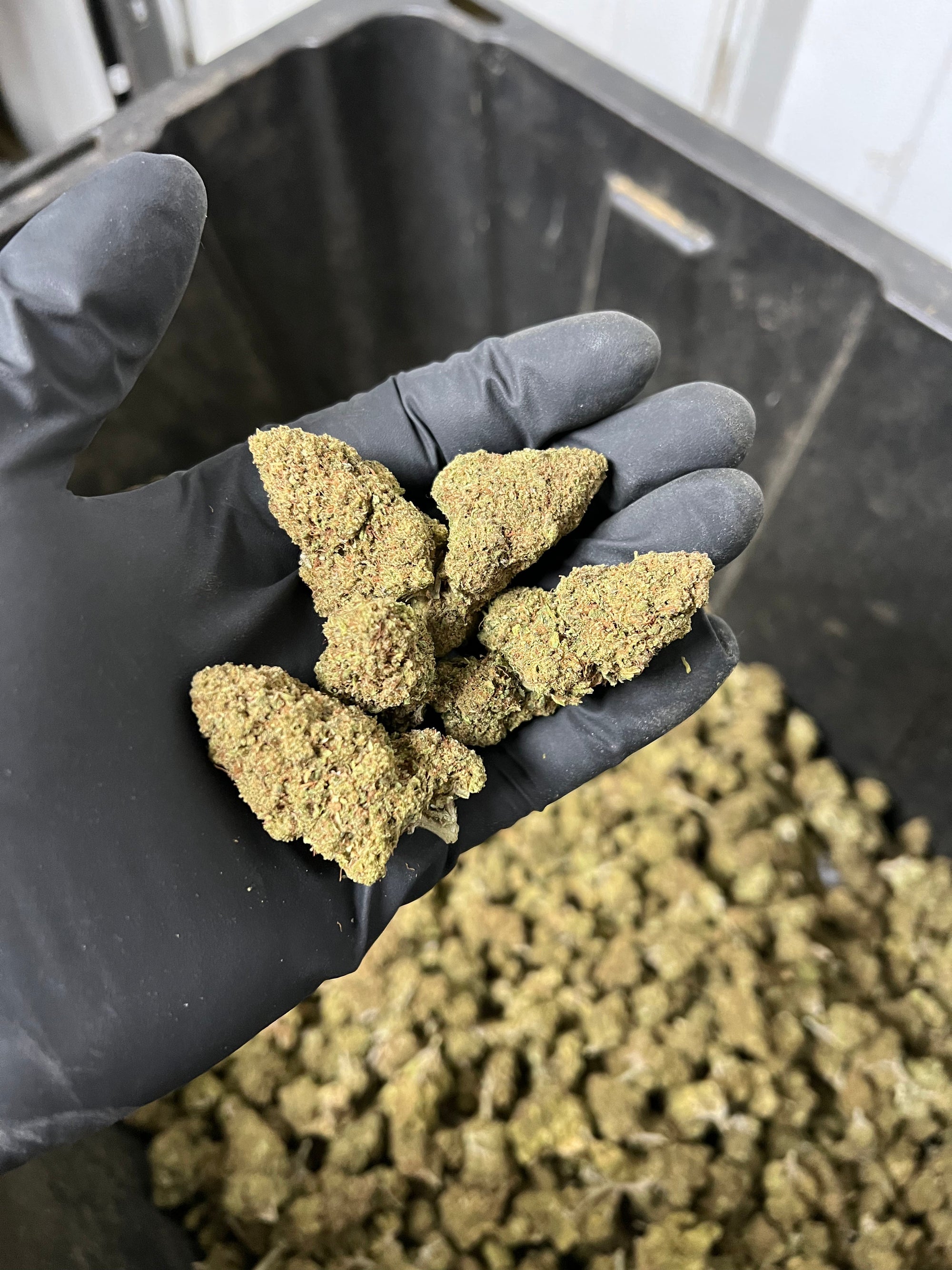 Hawaiian Express Hemp Flower
