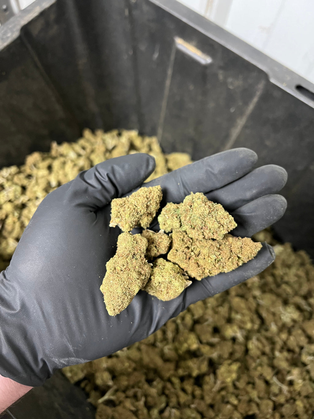 Hawaiian Express Hemp Flower