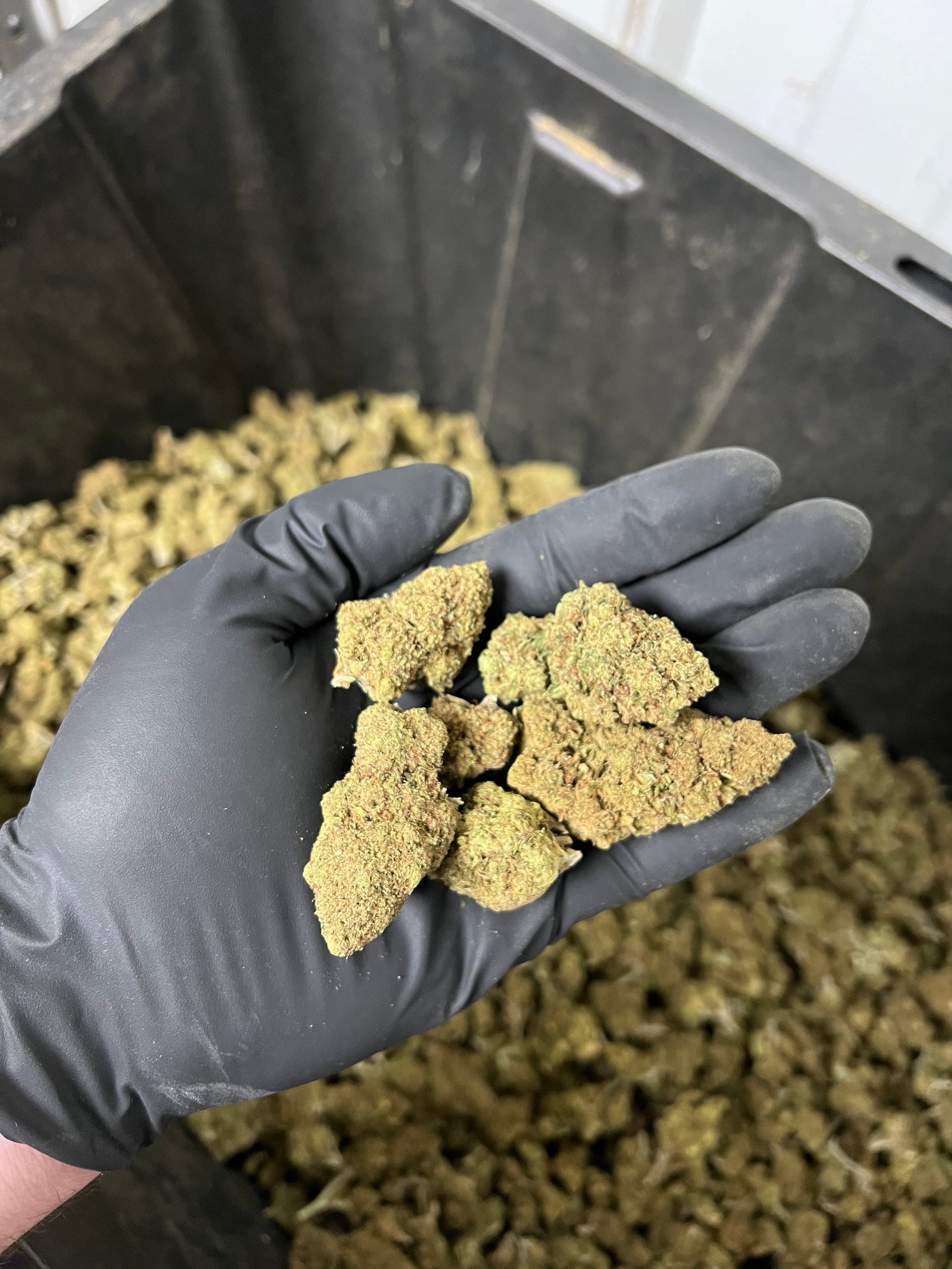 Hawaiian Express Hemp Flower