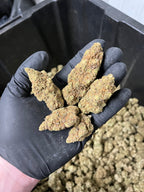 Indoor BlueBerry Haze Hemp Flower