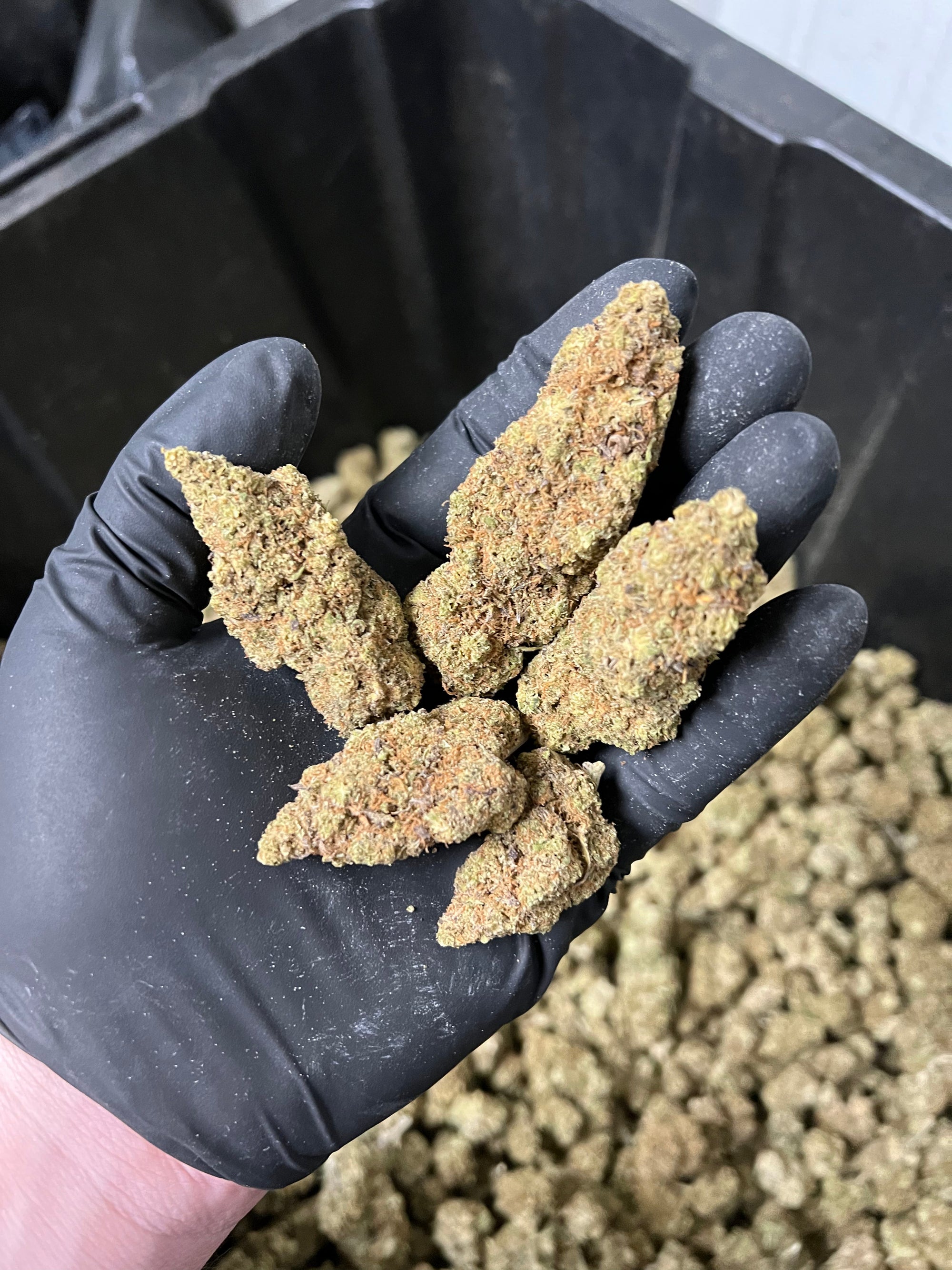 Indoor BlueBerry Haze Hemp Flower