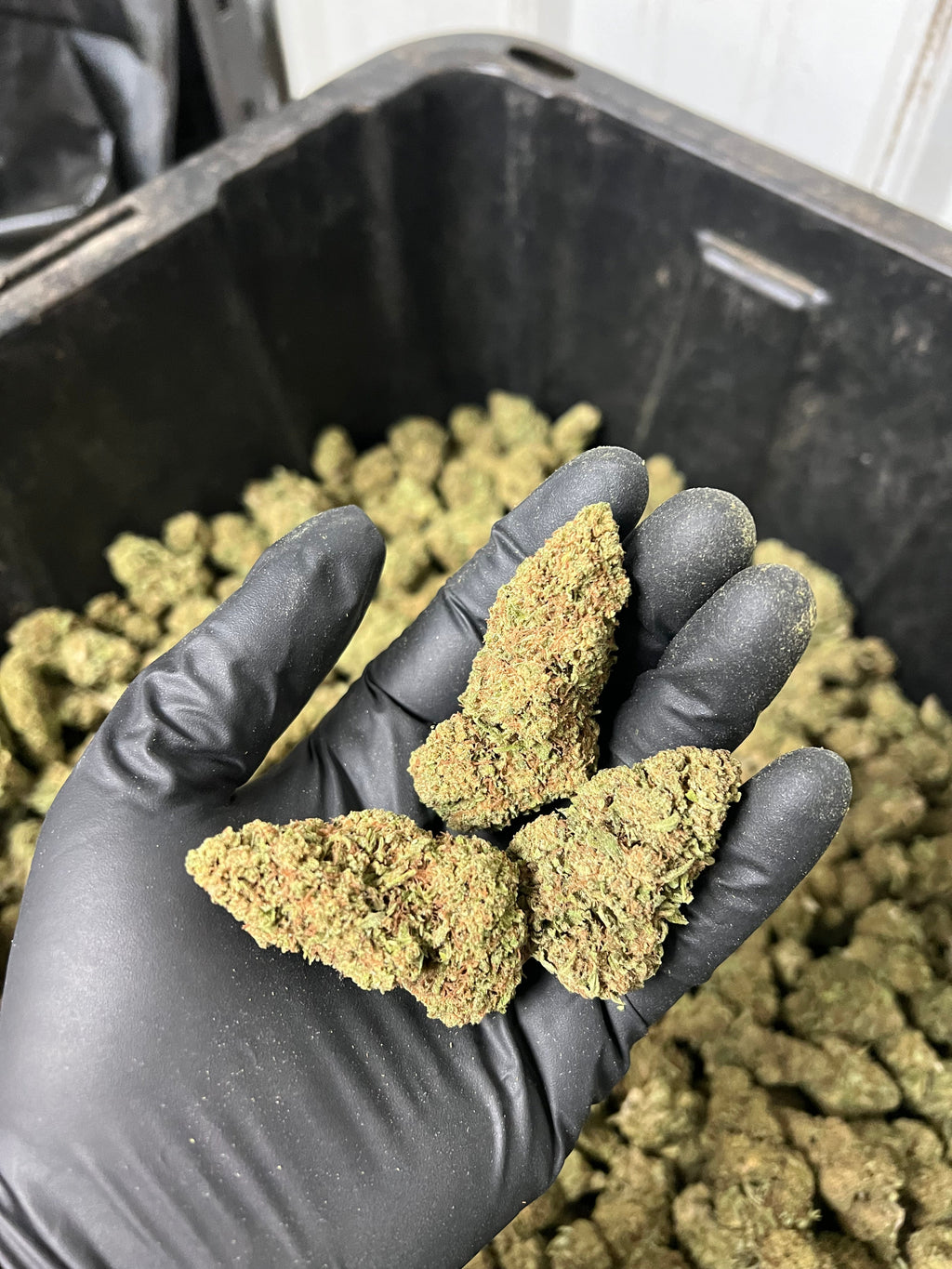 Apple Fritter CBD Hemp Flower