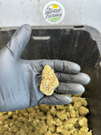 Indoor Northern Lights CBD Hemp Flower