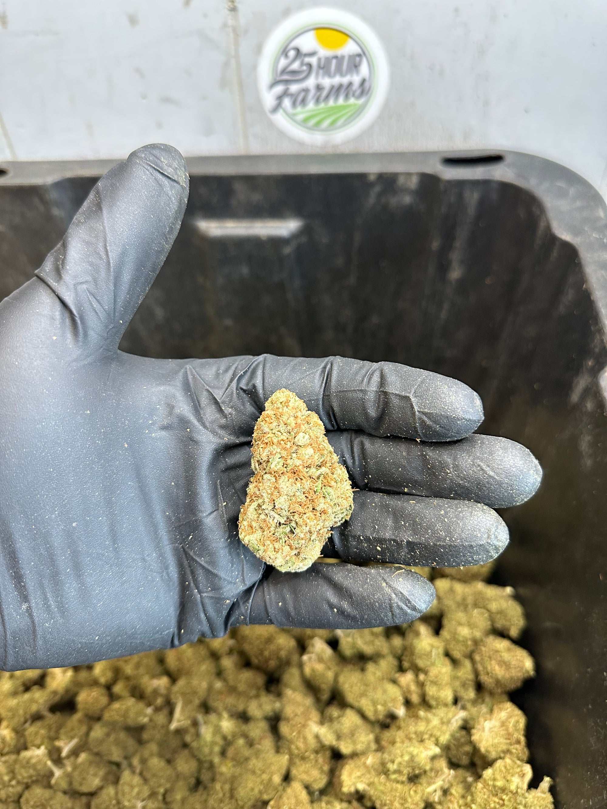 Indoor Northern Lights CBD Hemp Flower