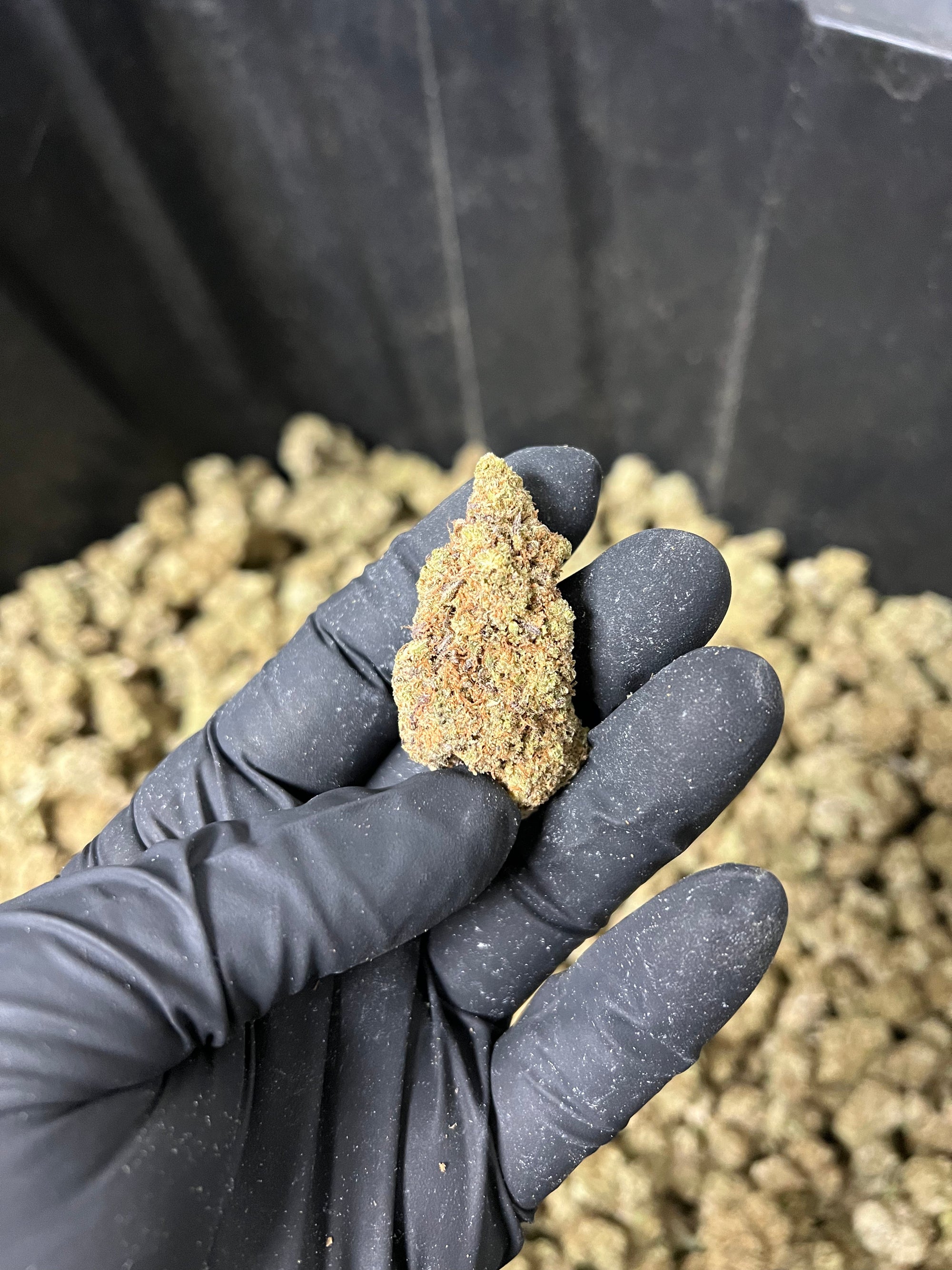 Indoor BlueBerry Haze Hemp Flower