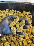 Hawaiian Haze Hemp Flower