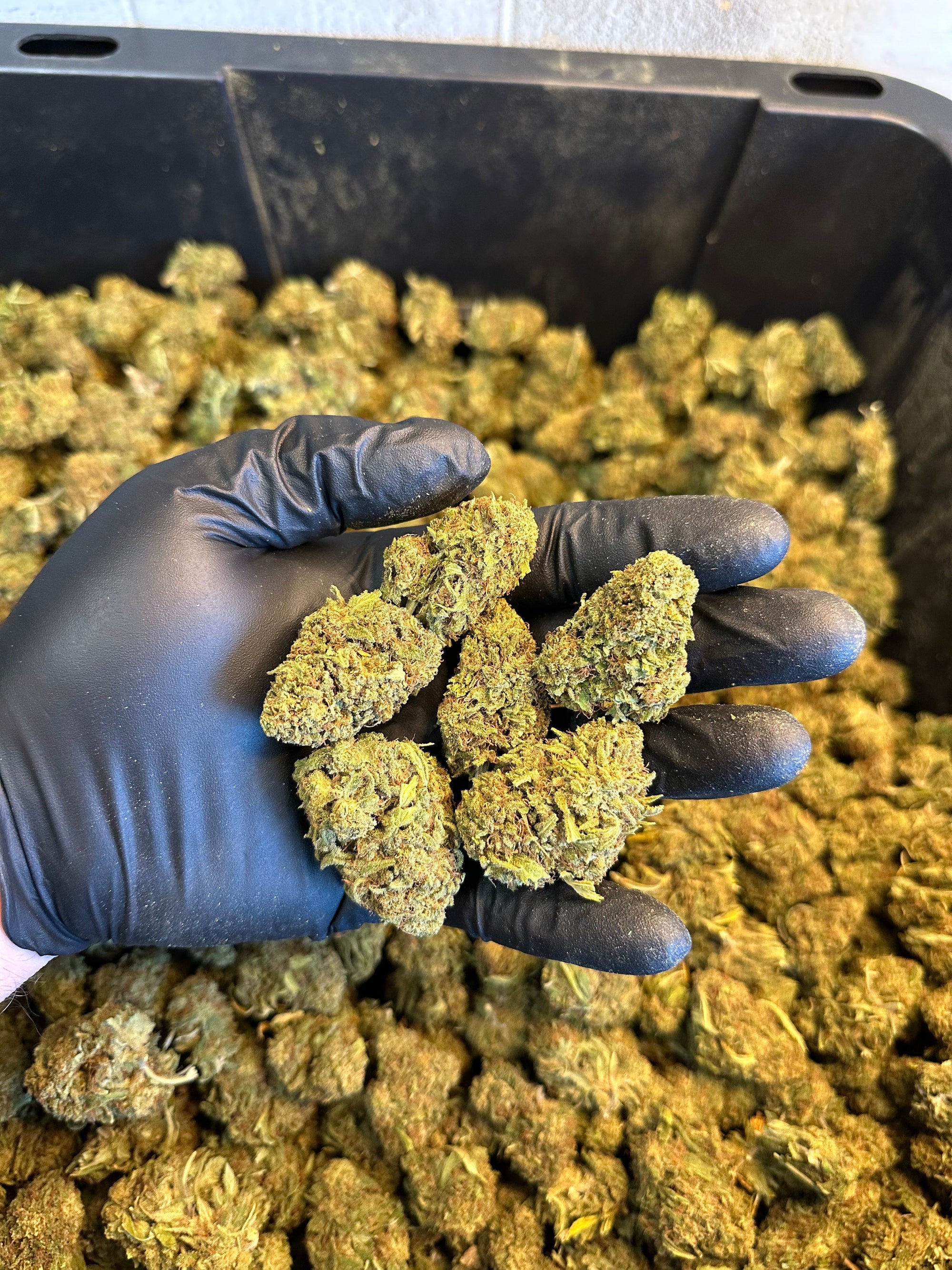 Hawaiian Haze Hemp Flower