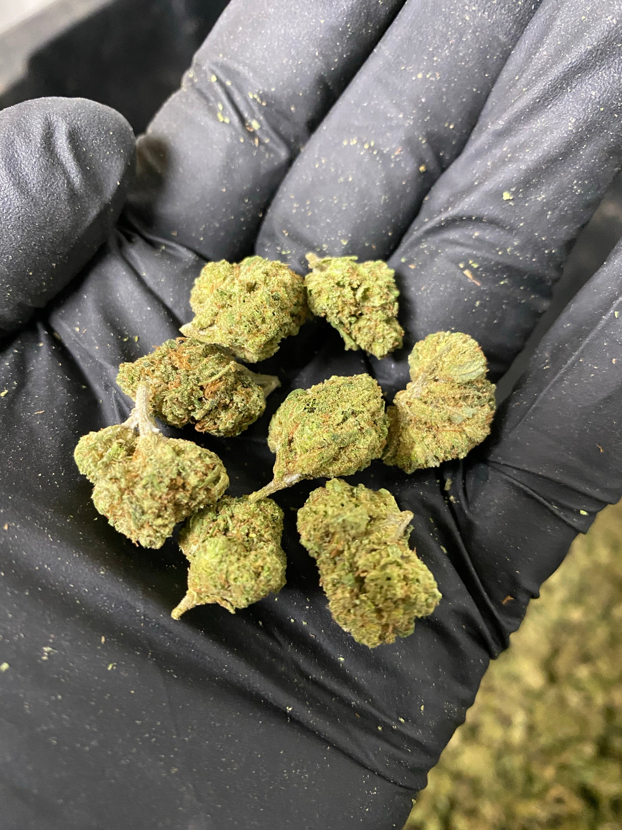 Hawaiian Express Smalls