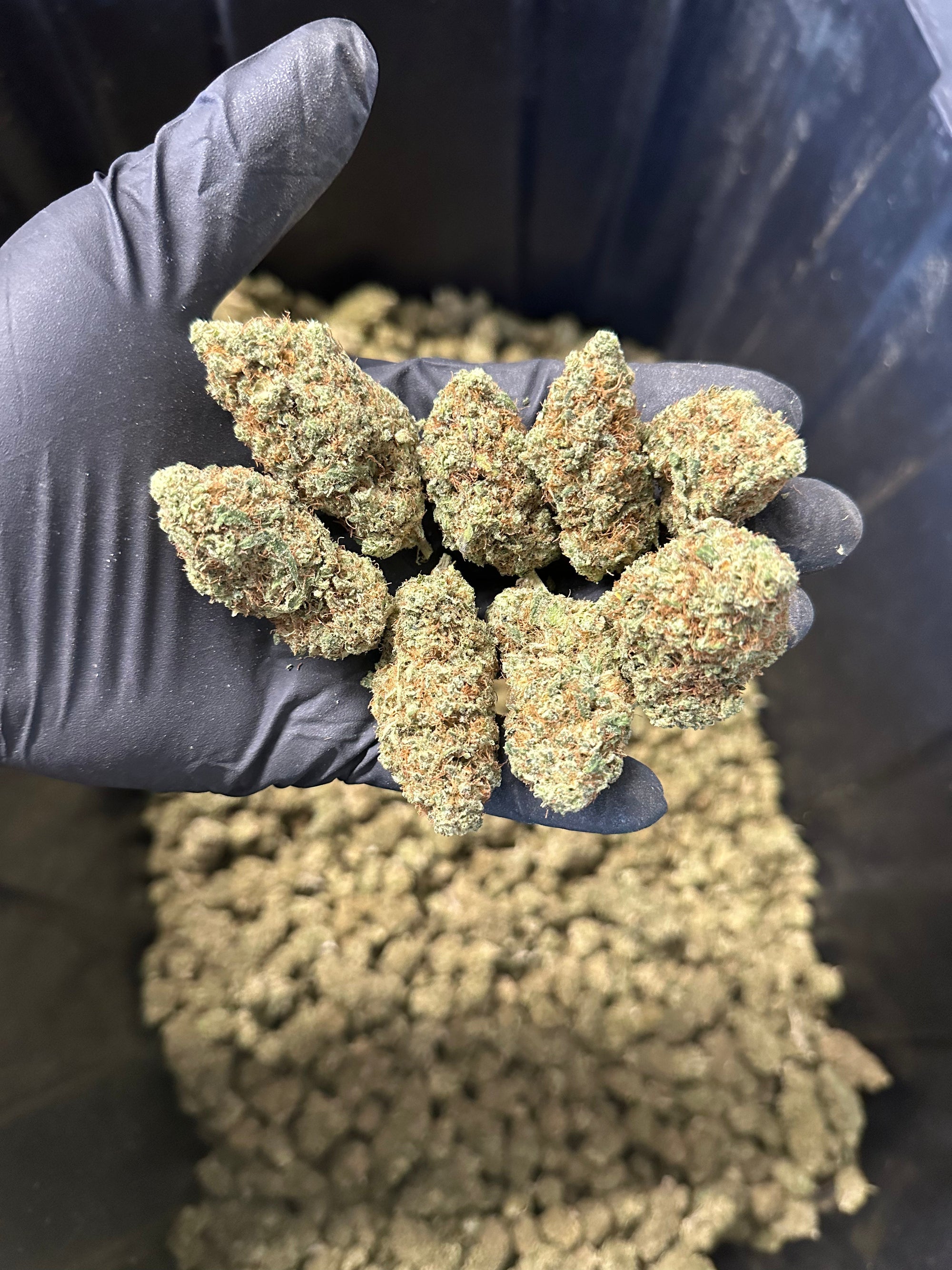 Indoor Grape Fizz Hemp Flower