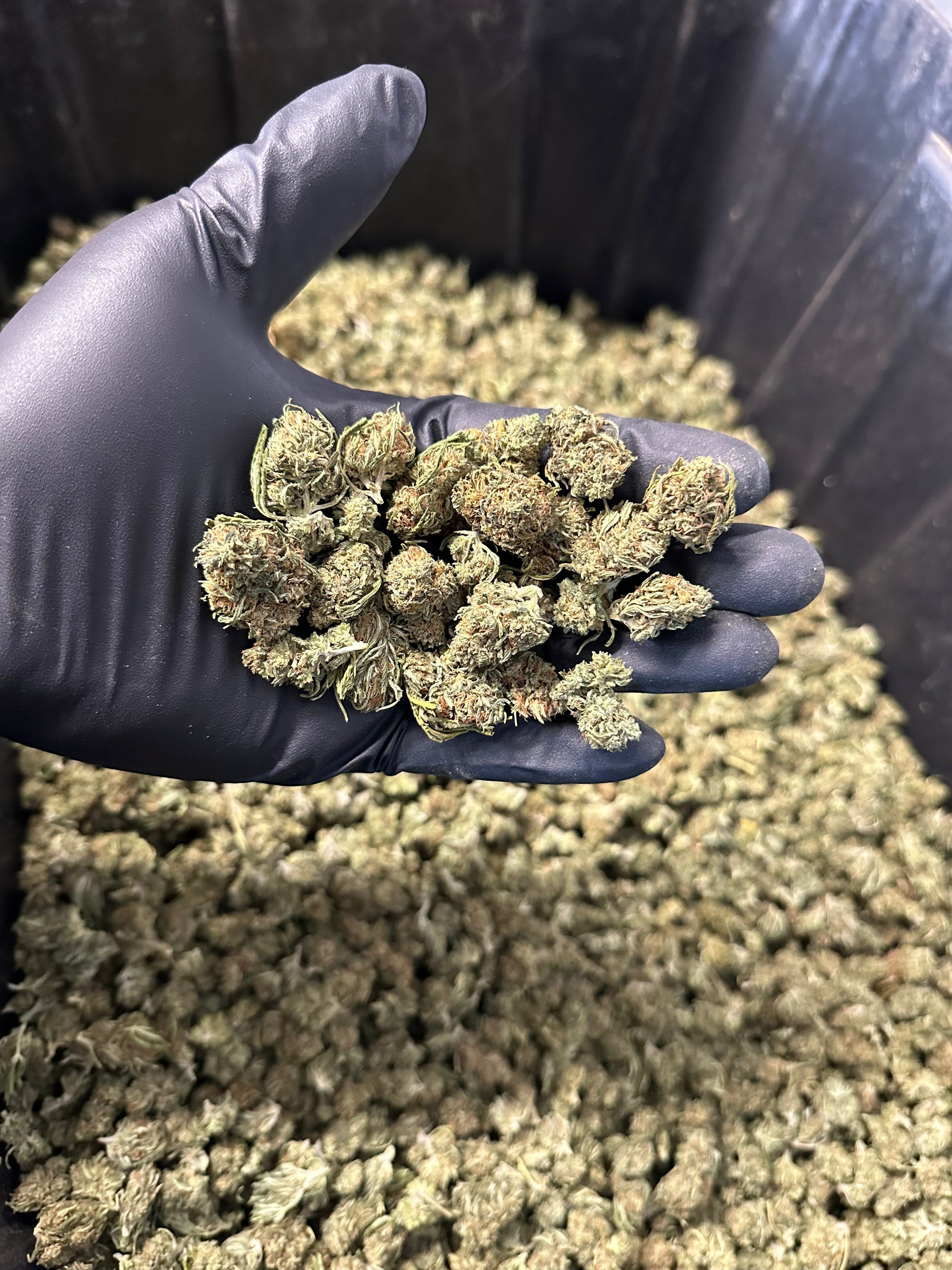Cake Berry Hemp Flower Smalls