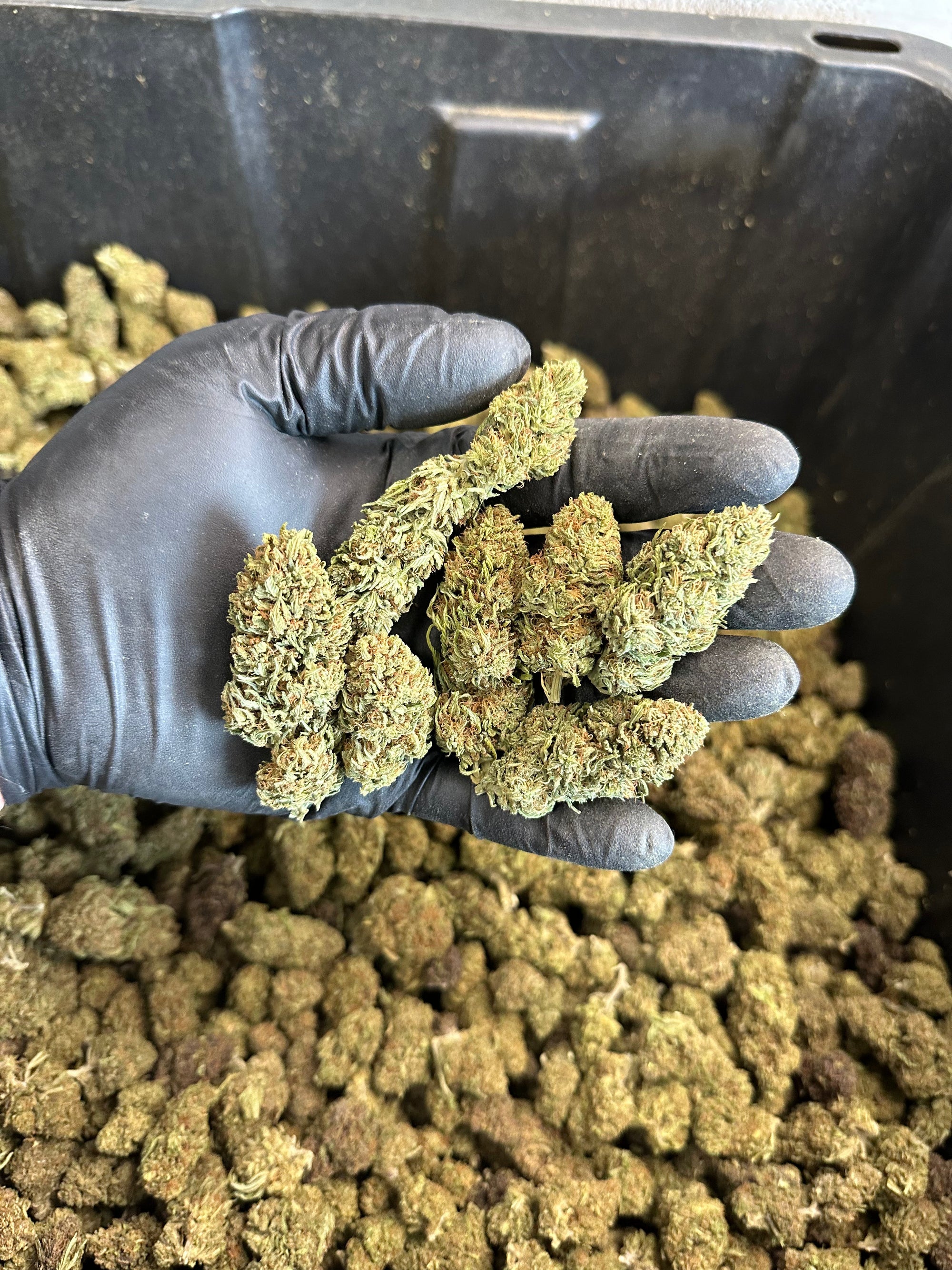 Chem Berry Hemp Flower
