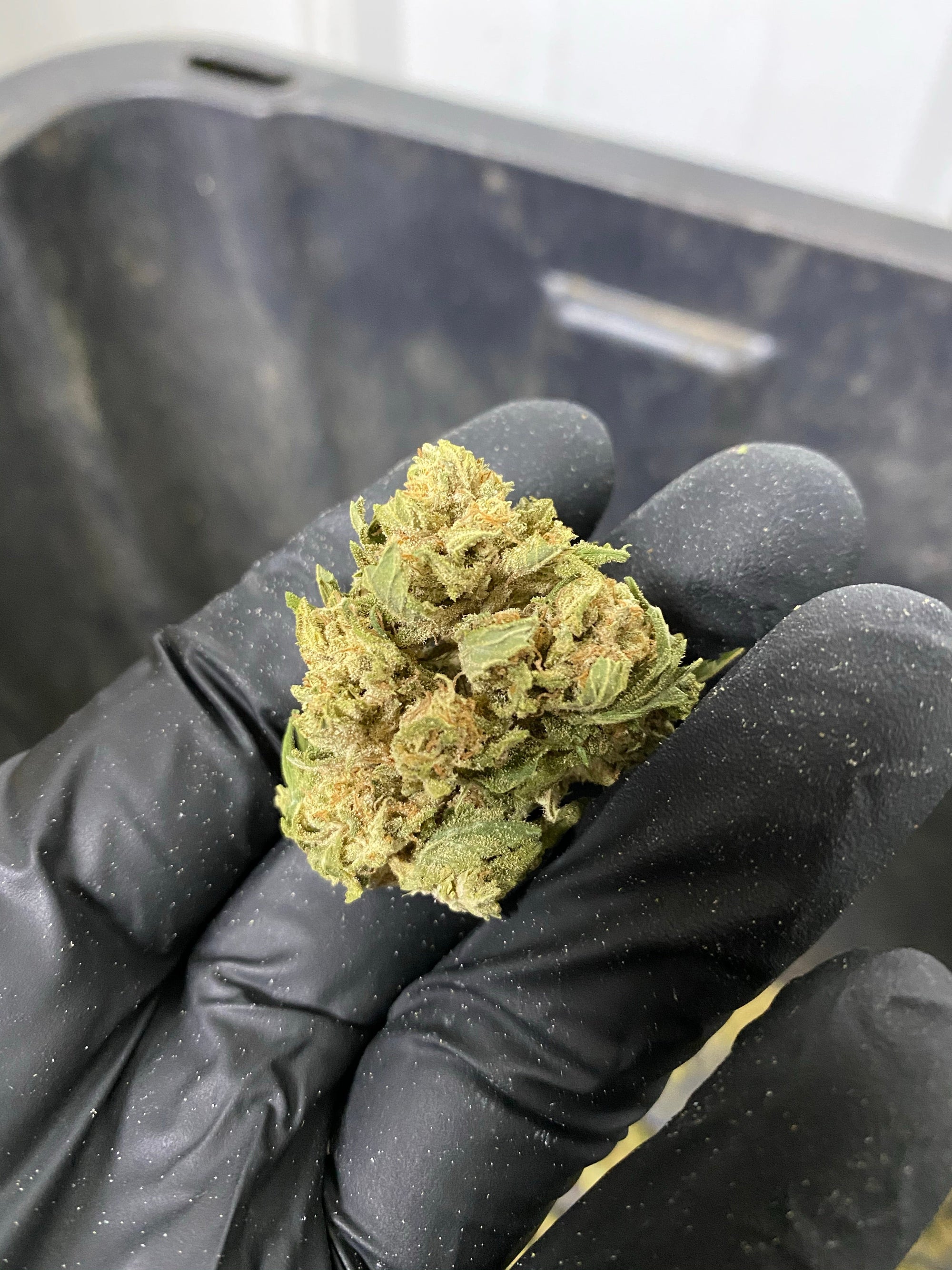 Jackfrost CBG Hemp Flower