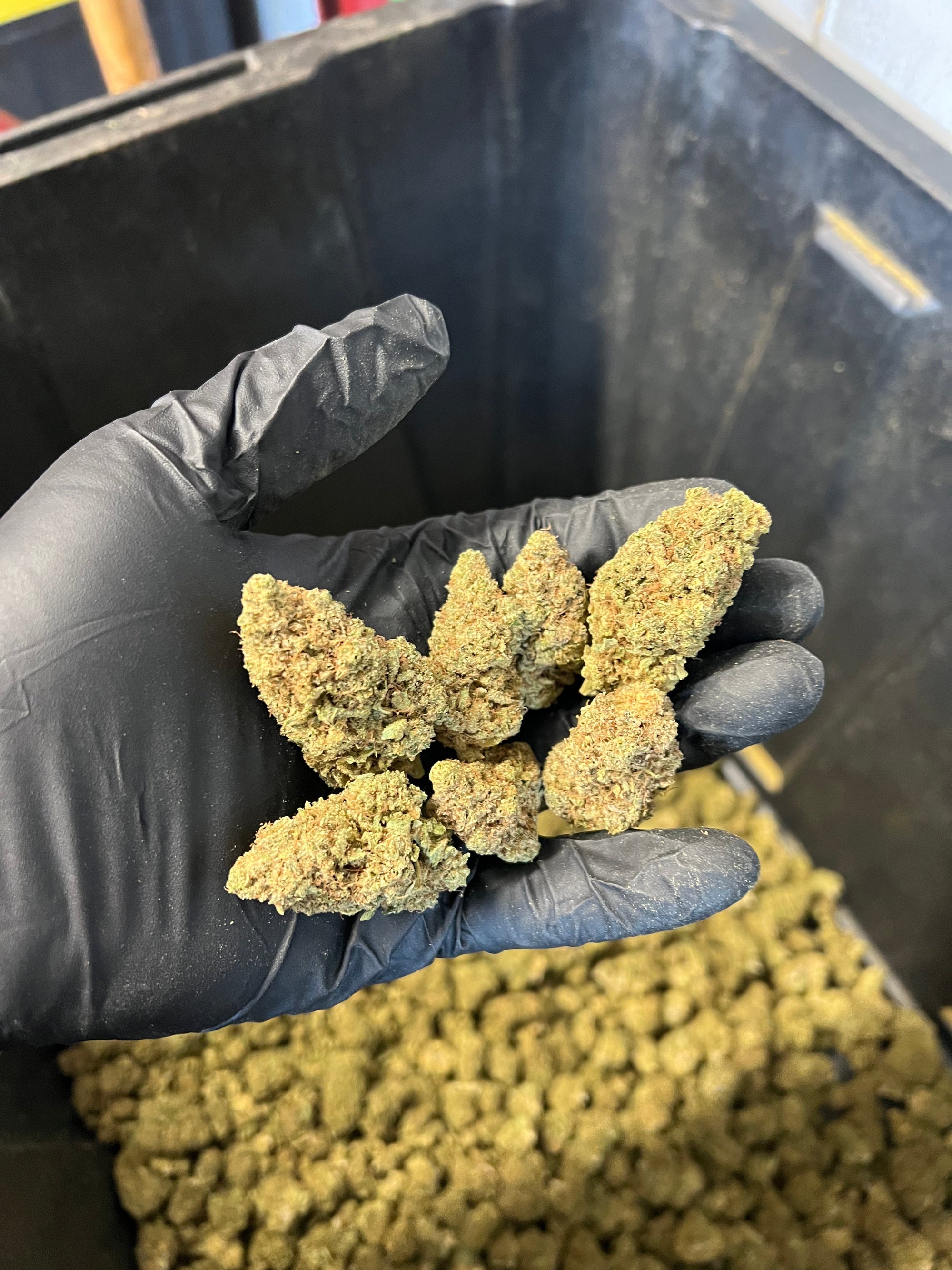 Indoor Agent Orange Hemp Flower