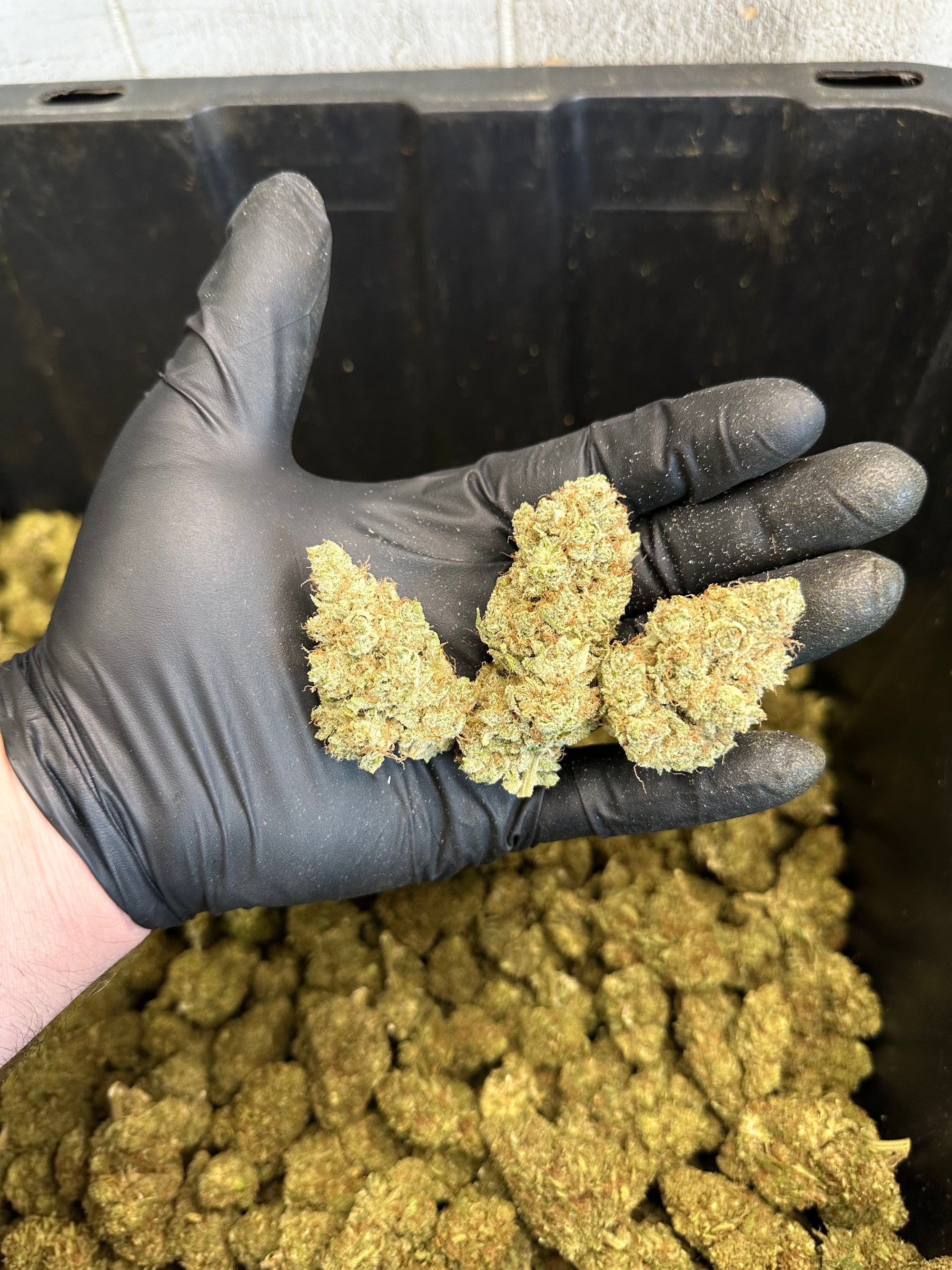 Indoor White Wizard CBG Hemp Flower