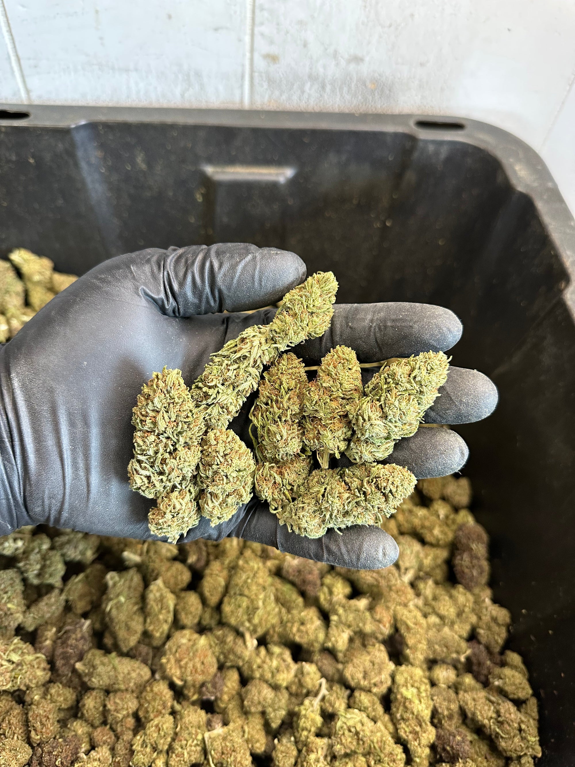 Chem Berry Hemp Flower