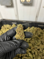 Creamsicle Hemp Flower