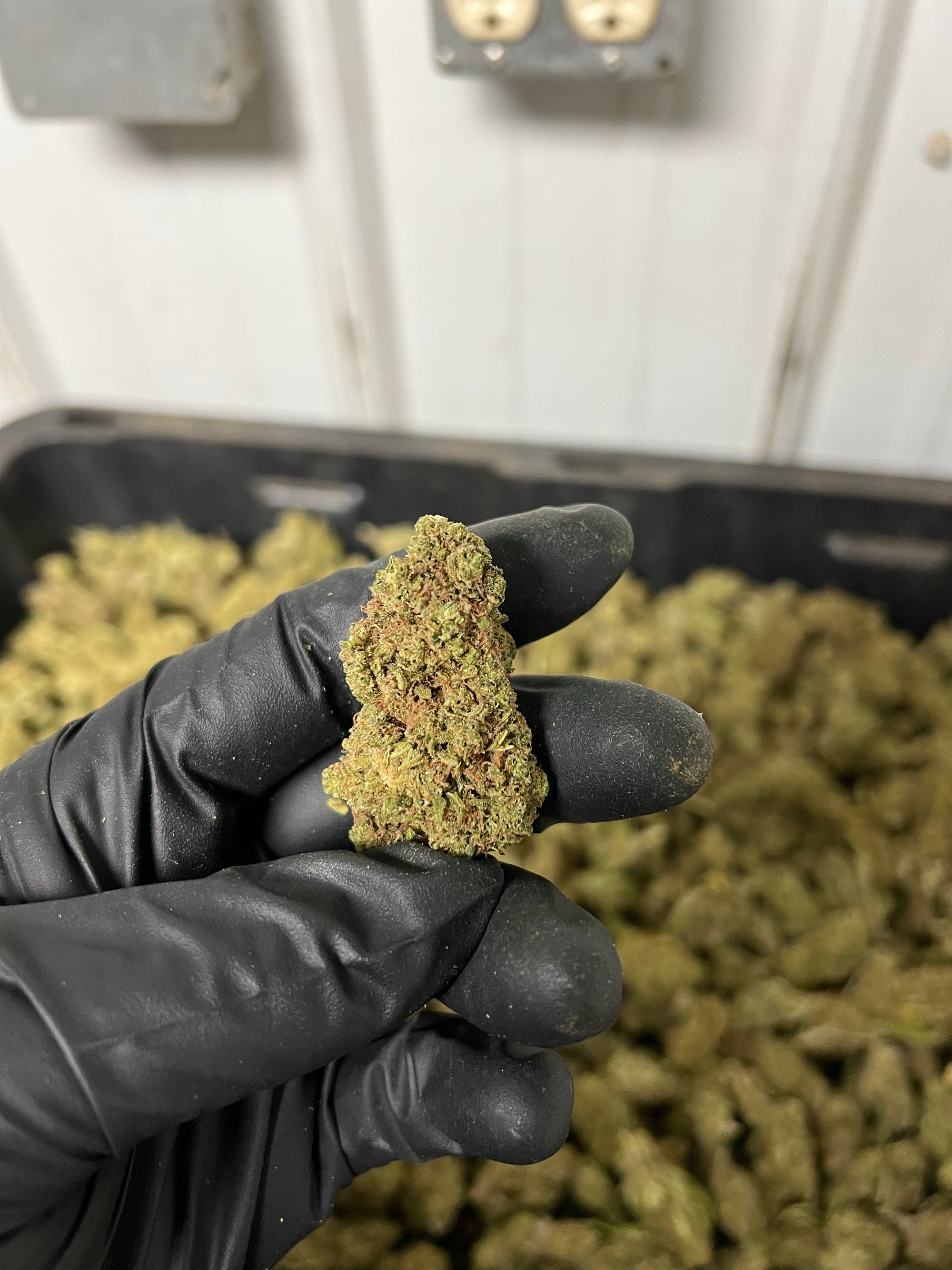 Creamsicle Hemp Flower